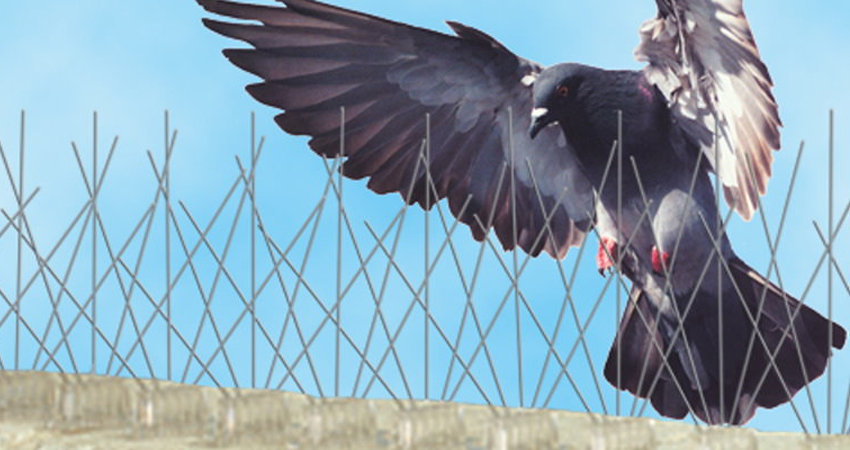 Birds Spike (Pigeon)